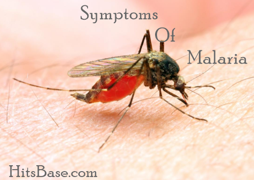 Symptoms Of Malaria